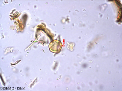 Geissoloma marginata - lame n° 20846